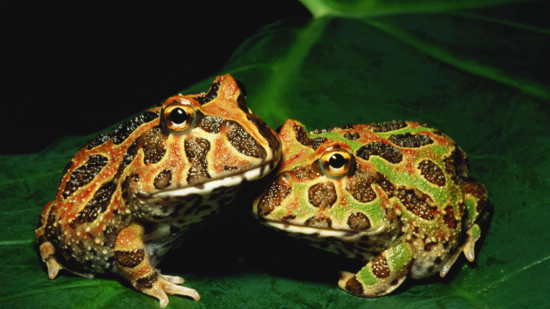 Image of Pacman Frogs As Pets